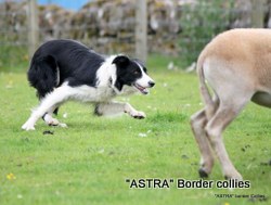 Astra Bute, Black and white Border Collie
